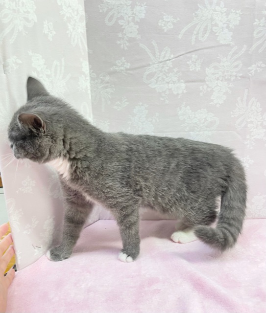 スコティッシュフォールド