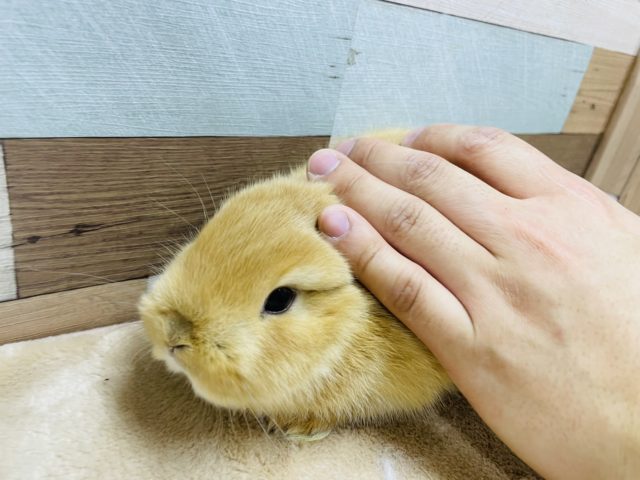 ネザーランドドワーフ