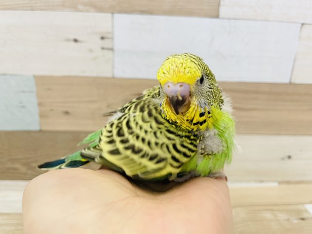 ジャンボセキセイインコ