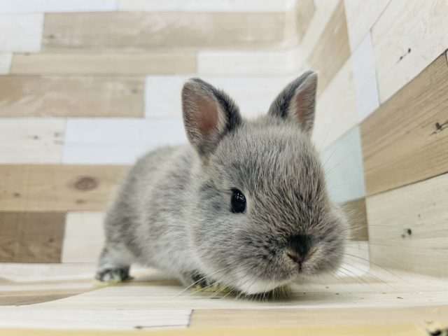 ネザーランドドワーフ