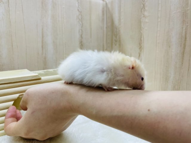 胸きゅん♡赤目サテンハムスター女の子! ゴールデンハムスター
