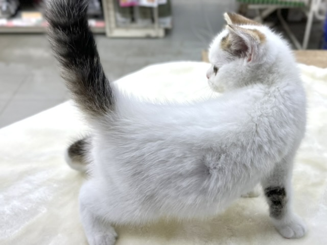 スコティッシュフォールド