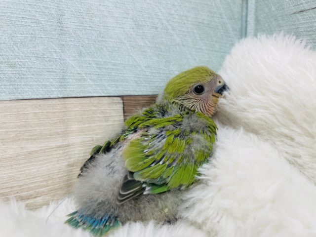コザクラインコ（小桜インコ）