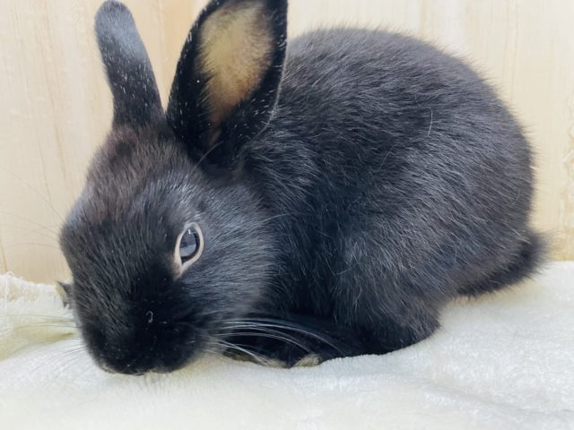 ネザーランドドワーフ