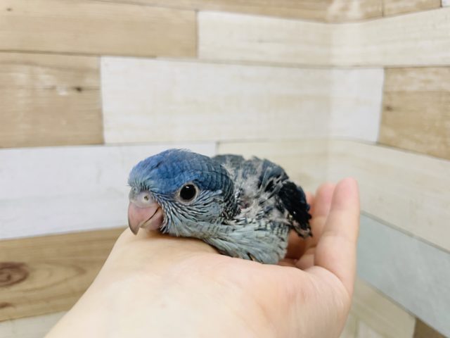 サザナミインコ