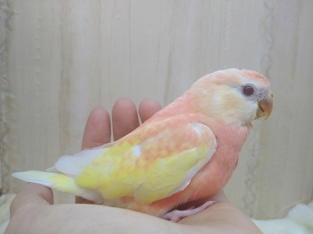 アキクサインコ（秋草インコ）