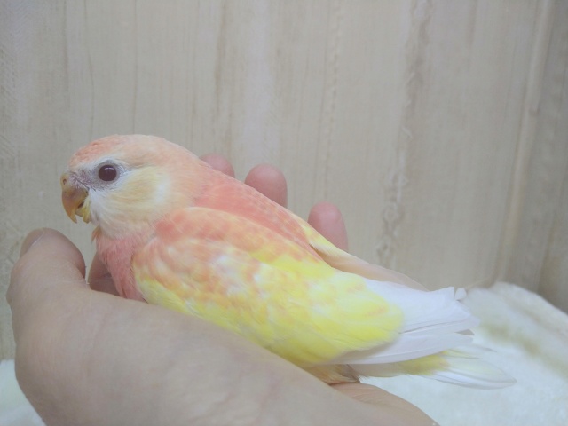 アキクサインコ（秋草インコ）