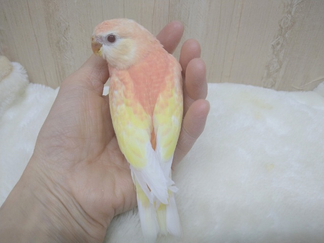アキクサインコ（秋草インコ）