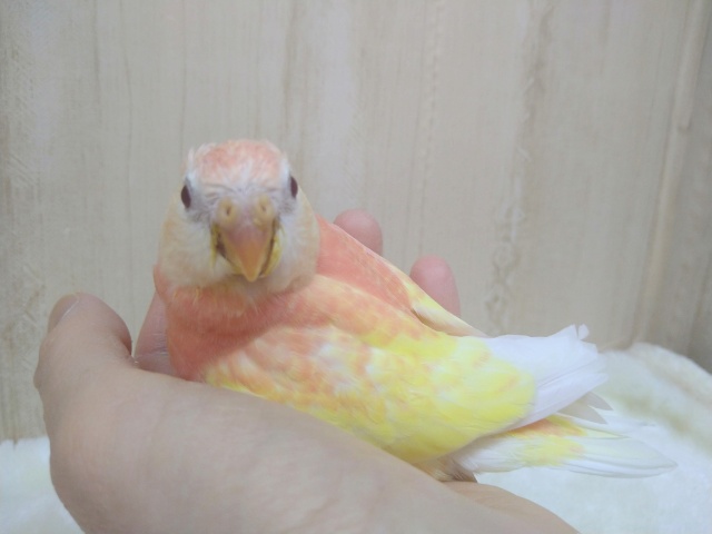 アキクサインコ（秋草インコ）