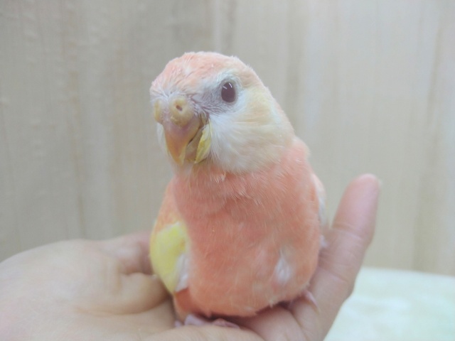 アキクサインコ（秋草インコ）