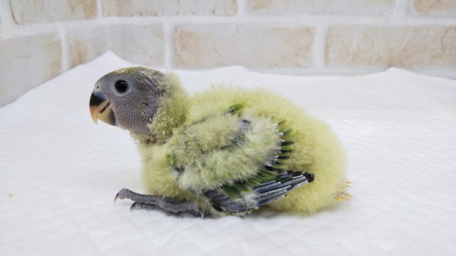 コザクラインコ（小桜インコ）