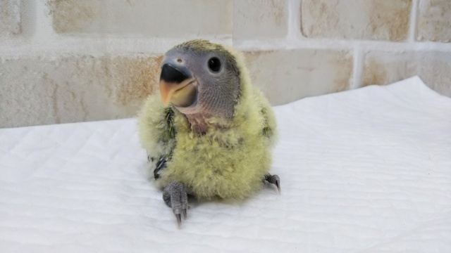 コザクラインコ（小桜インコ）