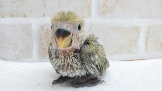 コザクラインコ（小桜インコ）