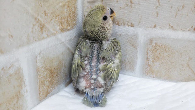 コザクラインコ（小桜インコ）