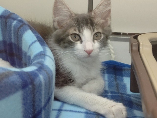 ノルウェージャンフォレストキャット