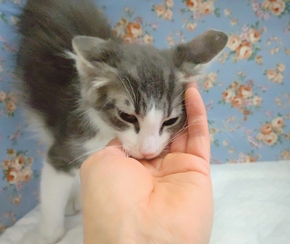 ノルウェージャンフォレストキャット