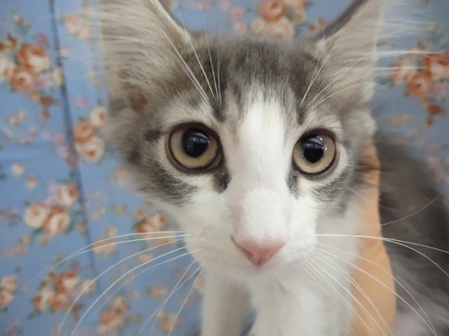 ノルウェージャンフォレストキャット