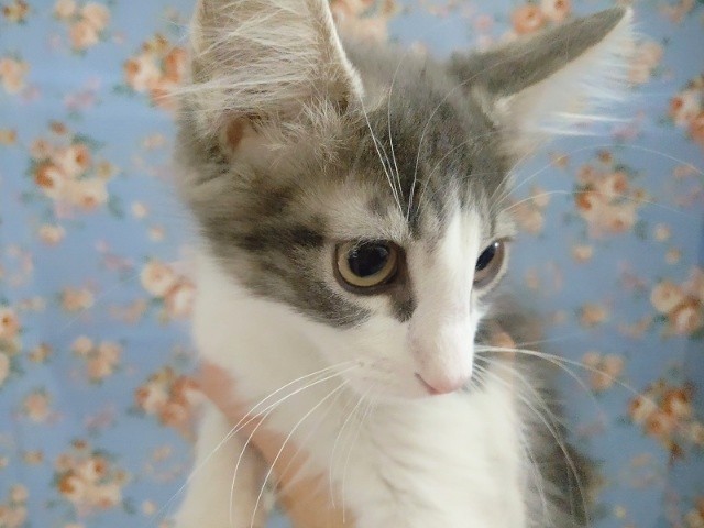 ノルウェージャンフォレストキャット