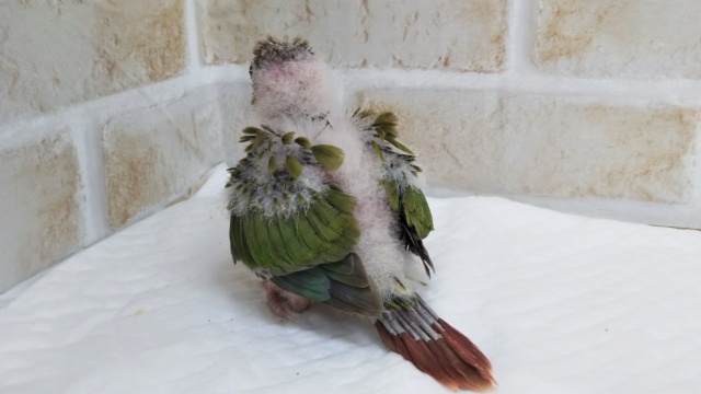 ホオミドリウロコインコ