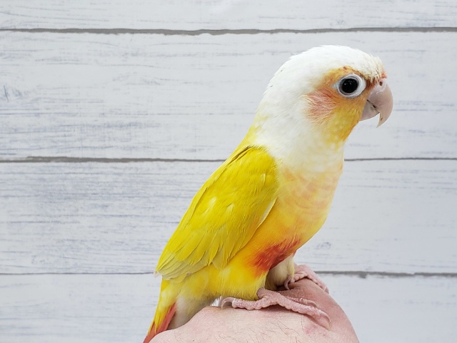 ホオミドリウロコインコ