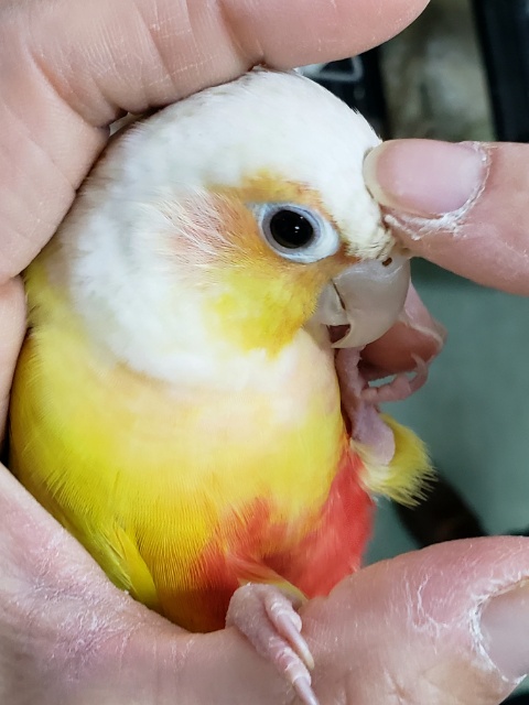 ホオミドリウロコインコ