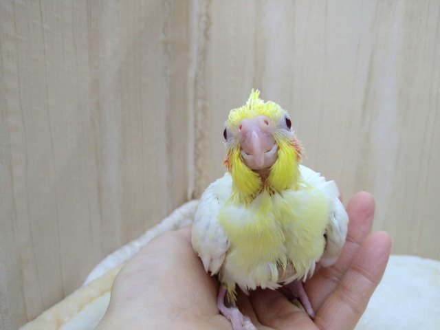 オカメインコ
