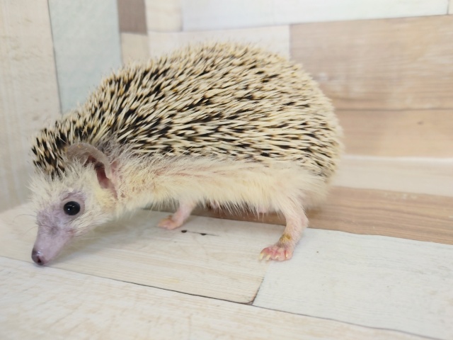 ハリネズミ（ヨツユビハリネズミ）