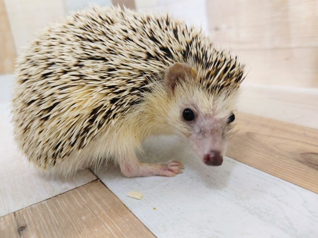 ハリネズミ（ヨツユビハリネズミ）