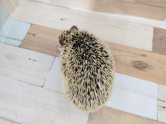 ハリネズミ（ヨツユビハリネズミ）