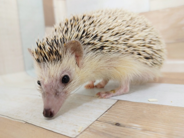 ハリネズミ（ヨツユビハリネズミ）