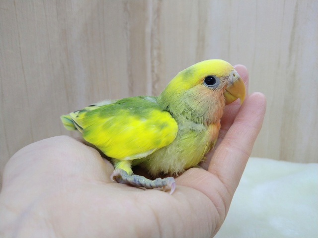 コザクラインコ（小桜インコ）