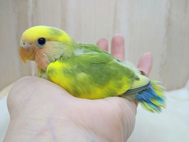 コザクラインコ（小桜インコ）