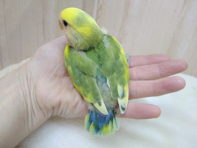 コザクラインコ（小桜インコ）