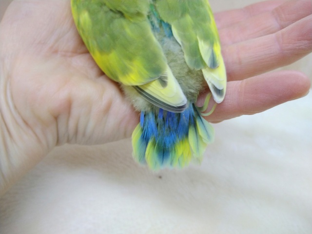 コザクラインコ（小桜インコ）