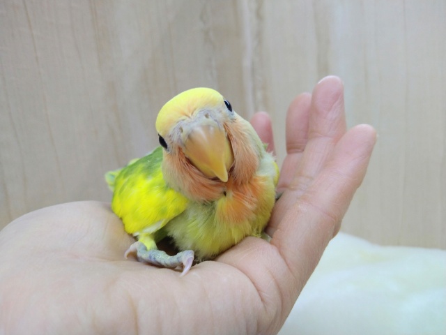 コザクラインコ（小桜インコ）