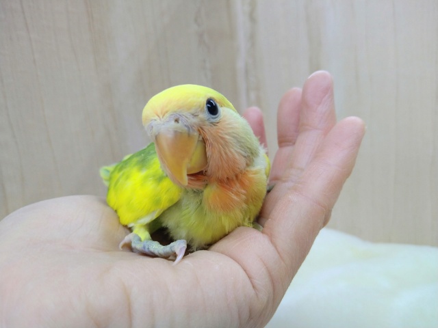 コザクラインコ（小桜インコ）