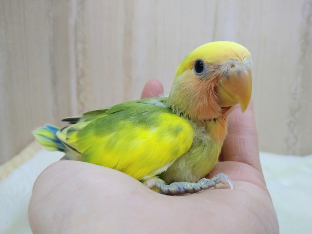 コザクラインコ（小桜インコ）