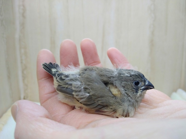 錦花鳥（キンカチョウ）
