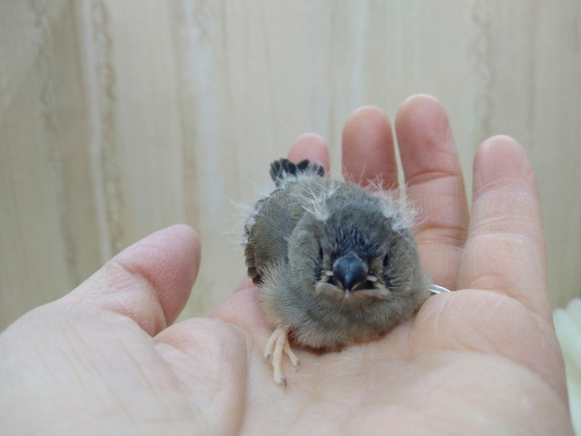錦花鳥（キンカチョウ）