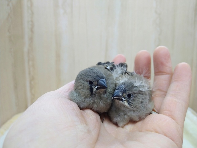 錦花鳥（キンカチョウ）