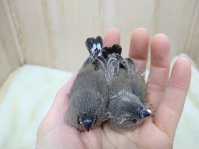 錦花鳥（キンカチョウ）