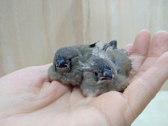 錦花鳥（キンカチョウ）