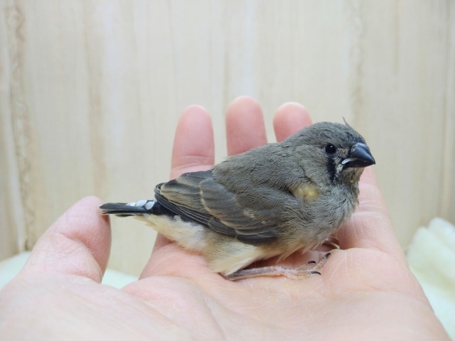 錦花鳥（キンカチョウ）