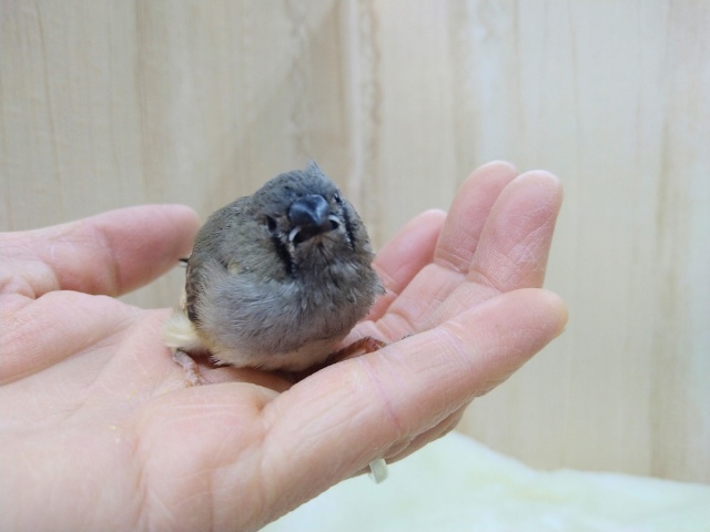 錦花鳥（キンカチョウ）