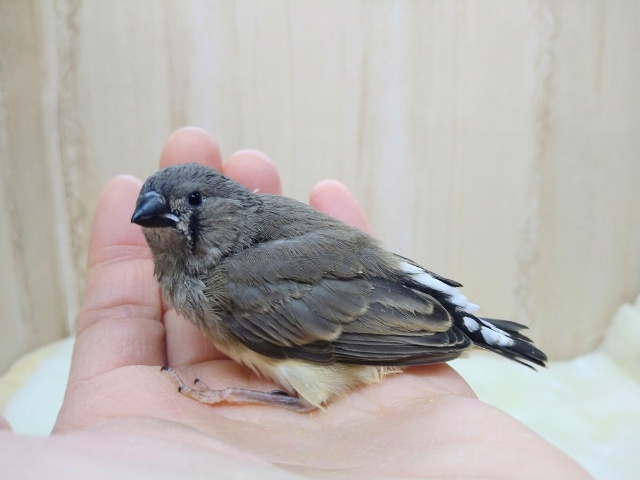 錦花鳥（キンカチョウ）