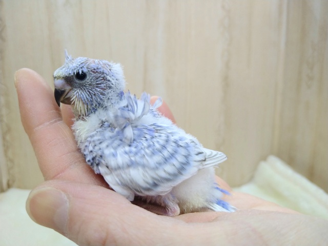 羽衣セキセイインコ