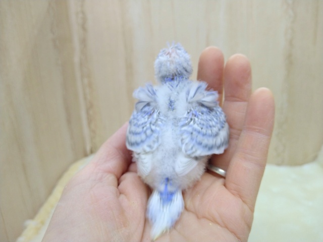 羽衣セキセイインコ