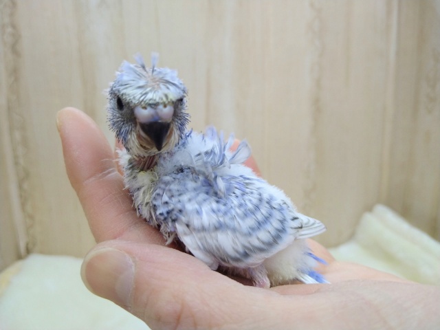 羽衣セキセイインコ