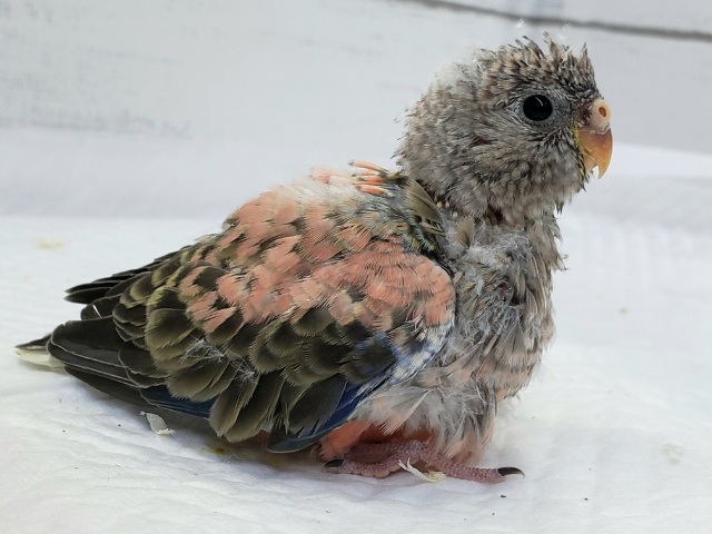 アキクサインコ（秋草インコ）