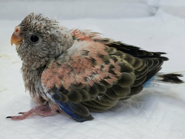 アキクサインコ（秋草インコ）